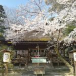 桜咲く廣瀬大社の例祭にて音を奉納させて頂きました